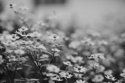 Flowers blooming outdoors