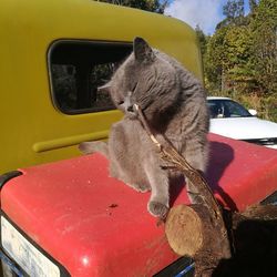 Close-up of cat by car