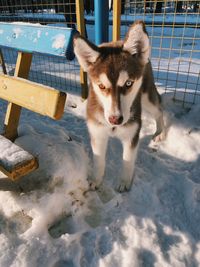 Portrait of dog in snow