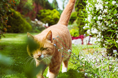 Cat walking in backyard garden between flowers and plants.