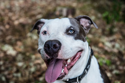 Close-up portrait of dog looking at camera