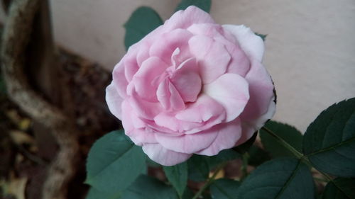 Close-up of pink flower