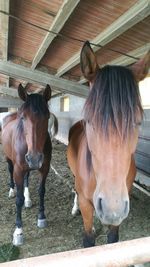 Horses standing in ranch