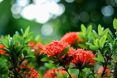 Close-up of red flowering plant