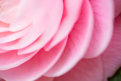 Full frame shot of pink flower