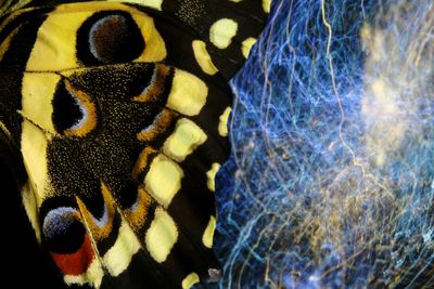 Close-up of butterfly in sea