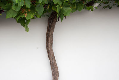 Close-up of tree against white background