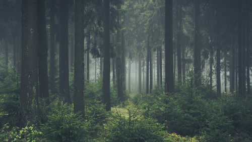 Trees in foggy forest 