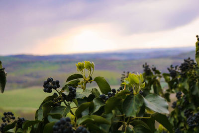 Close-up of flowering plant against sky during sunset