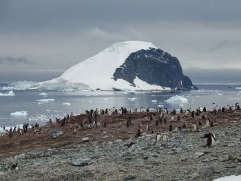 Penguin at riverbank during winter