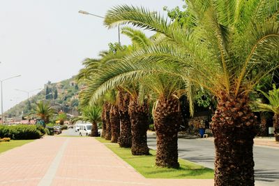 Palm trees on road against clear sky