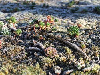 Close-up of plants growing on field