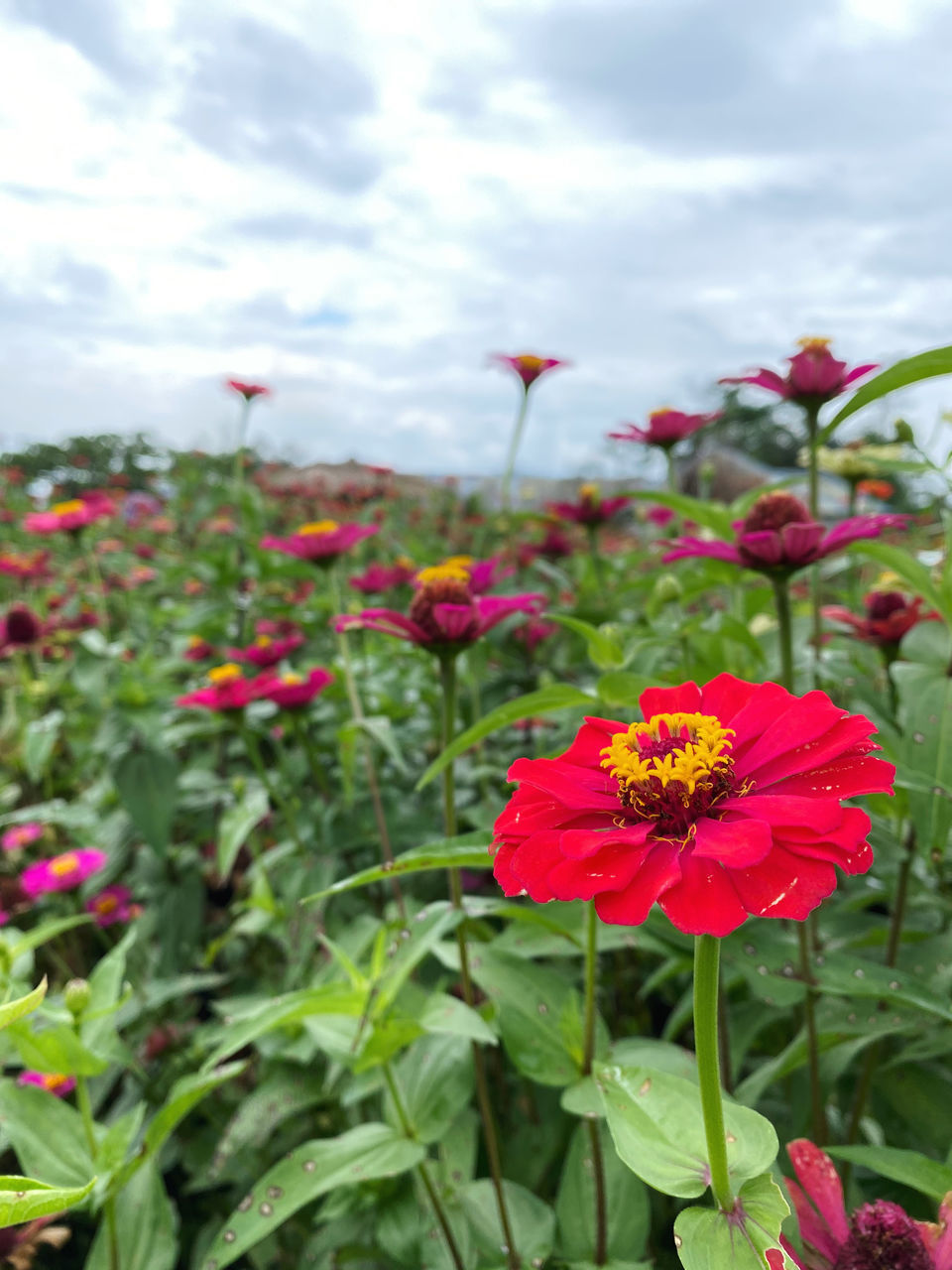 CLOSE-UP OF RED FLOWERING PLANTS