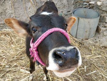 Close-up portrait of a cow