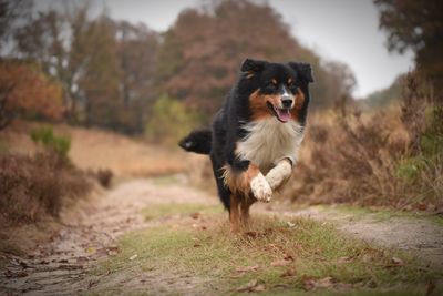 Dog running in a field