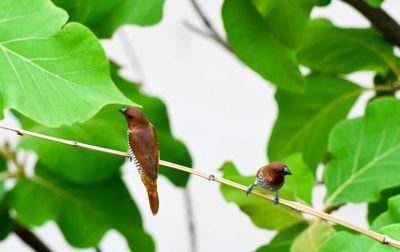 Close-up of insect perching on branch