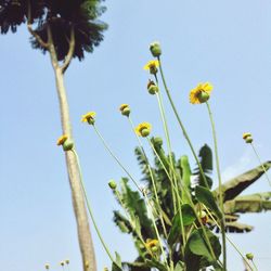 Low angle view of yellow flowers against clear sky