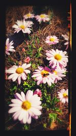 Close-up of daisy flowers