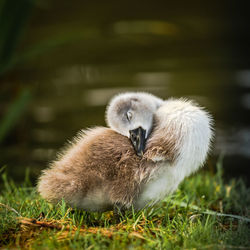 Close-up of swan on grass