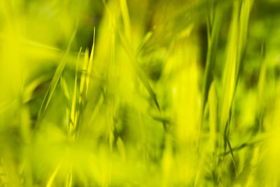 Close-up of crops growing on field