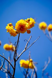 Low angle view of yellow flowering plant against blue sky