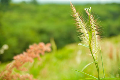 Close-up of plant growing on field