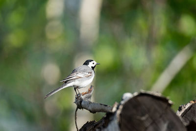 Close-up of bird perching on branch