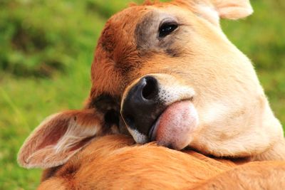 Close-up of a dog