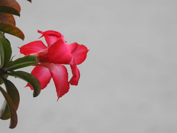 Close-up of red rose against white background