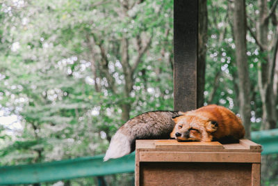 View of lion resting on tree in forest