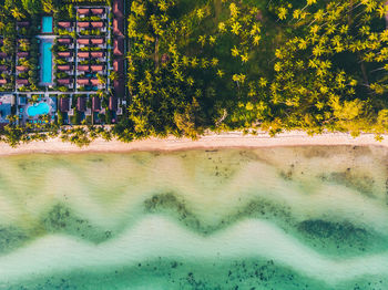 Trees growing at beach