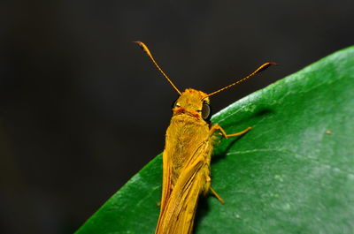 Close-up of insect on leaf