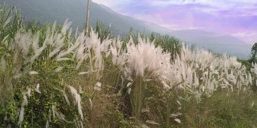 Plants growing on land against sky