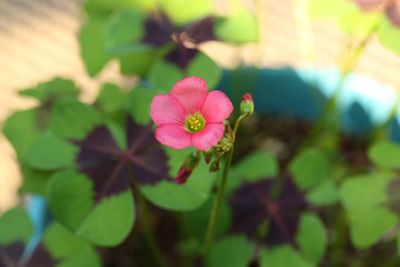 Close-up of pink flowering plant
