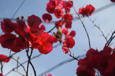 Low angle view of cherry blossoms against sky