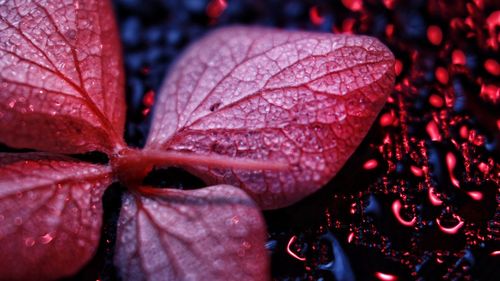 Close-up of raindrops on leaves