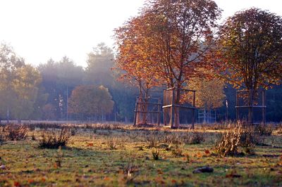 Trees on field against sky during autumn