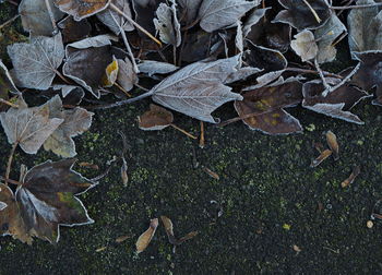 High angle view of dry leaves on field