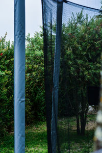 Close-up of bamboo trees in forest