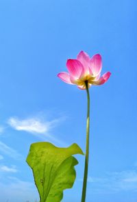 Close-up of pink flower blooming against sky