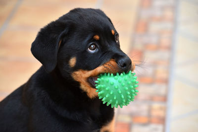 Close-up of dog looking away