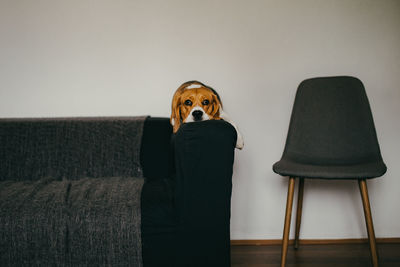 Portrait of dog sitting on sofa at home