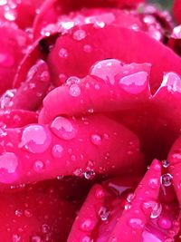 Close-up of wet pink rose