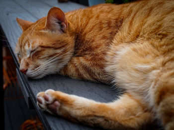 Close-up of a sleeping cat