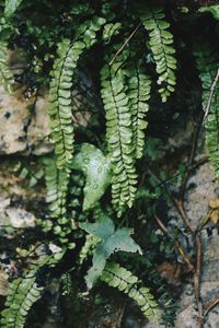 Close-up of fern leaves