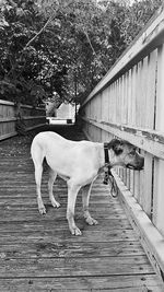 Horse standing in ranch