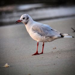 Close-up of seagull perching