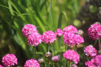 Close-up of pink flowering plants