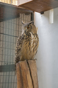 Close-up of owl perching in cage