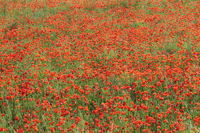 Full frame shot of red flowering plants